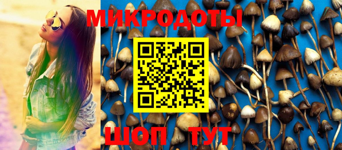 Галлюциногенные грибы Psilocybine cubensis Ачинск